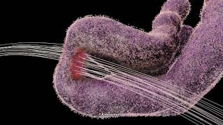 Chromosome and Kinetochore 2014 Drew Berry wehitv [upl. by Toblat]