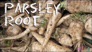 What is Parsley Root  How to Make Parsley Root Chips Recipe [upl. by Nerrej527]