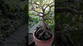 My Red baliti bonsai tree 🙏🏽❤️ [upl. by Ientruoc]