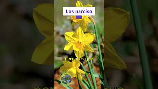 Descubre la Belleza de los Narcisos Guía de Cultivo y Significado [upl. by Argela51]