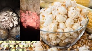 Popcorn kernels For Mushroom spawn making How [upl. by Keram]