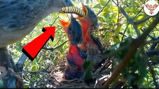 Common Babbler Feeding Caterpillar to Chicks Fascinating Wildlife Moment DiscoveryBirds [upl. by Urion]