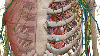 Zooming dissecting and rotating the 3D model  Human Anatomy Atlas [upl. by Stevenson]