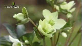 Comment planter lhellébore  rose de Noël au jardin   Truffaut [upl. by Kilian]