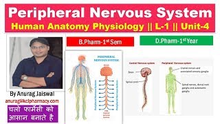 Peripheral Nervous system  L1 Unit4 HAP [upl. by Cargian]