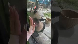 So happy I touched Fat Pangyans big fat face sichuan china sichuan Fubao panda giantpanda [upl. by Lletnwahs]