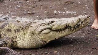 Costa Rica Chito and Poncho The Famous Crocodile Man and his famous Crocodile On the Island Two [upl. by Fernandina149]