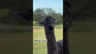 How you doing barnyard farmandranch ranch countryliving llamas countrylife funnyanimalvideo [upl. by Sturges]