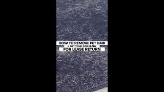 GET RID OF PET HAIR FOR GOOD [upl. by Ob]