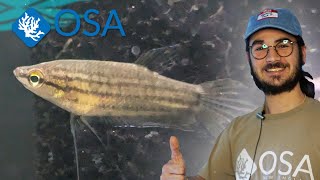 Incredible Croaking Gourami at OSA [upl. by Nitsua]