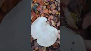 Fallen birch polypore Epping Forest [upl. by Macdonald]