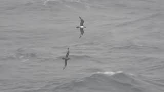 Pomarine Jaeger vs Solanders Petrel 19 Oct 2019 Off Hokkaido [upl. by Ardnwahsal]