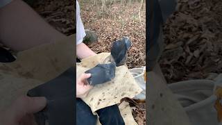 Spalling Dacite Obsidian flintknapping obsidian rockhounding obsidiana asmr stoneage stoneart [upl. by Berl]