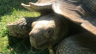 90 YEAR OLD “sulcata tortoise” african spurred tortoise 75 pounds [upl. by Tdnerb]