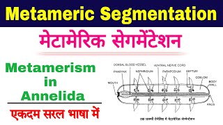 metameric segmentation in annelids  metamerism in annelida  metamerism zoology  biology ScienceSK [upl. by Eimmas]