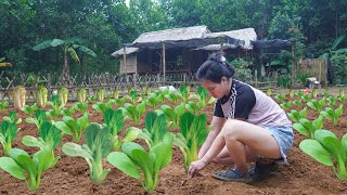 Far from Civilization Working continuously in the rain for 2 days to complete the vegetable garden [upl. by Woo]