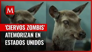 Enfermedad de ciervos zombies enciende la alerta en Canadá y EU ante posible contagio a humanos [upl. by Malaspina]