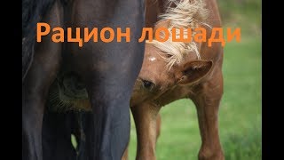 Как составить рацион для лошади [upl. by Florry518]