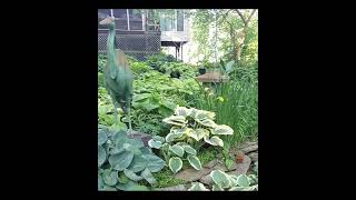 2024 Hosta Hideaway Garden Tour [upl. by Atnahsal]