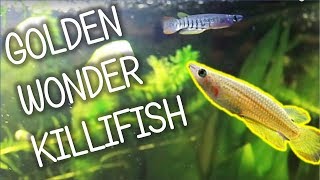 Golden Wonder Killifish  Basic Care [upl. by Assirak]