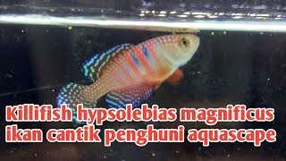 killifish hypsolebias magnificus [upl. by Lorna702]