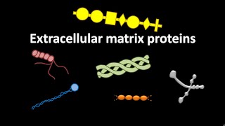 Extracellular matrix proteins like laminin  fibronectin  nidogen or entactin  collagens [upl. by Afesoj508]