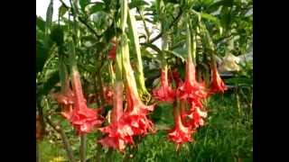 Fuksjanapl Datura Brugmansia Theas Liebling [upl. by Lek]