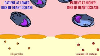 ESTROGEN amp THE CARDIOVASCULAR SYSTEM [upl. by Lorollas391]