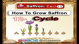 Saffron Crocus sativus part 15  How To Grow Saffron ➡️12 Cycle [upl. by Fanchon]