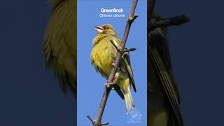 A Greenfinchs song is an amazing sound birdsounds [upl. by Tavia]