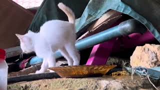 Cute stray cats 🥰 cat catlover love [upl. by Xila]