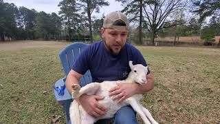 Banding our lambs  Castrating tutorial lazypondfarm [upl. by Letnahs493]