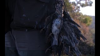 Zorzales en la serranía de Cuenca Miércoles 14 a las 2100 [upl. by Adilem]