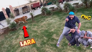 Lara tiger cage se bahir a gae 🐅🦁❤️😱 [upl. by Keyser]