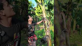 আজ দেখাব কলা গাছের গুরুত্বপর্ণ tips। How to take care banana tree banana bananatree agriculture [upl. by Nosredneh]