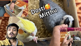 African grey or cockatiel  biskut  ki dosti ho gayi 😍 [upl. by Philipa]