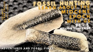 Finding RARE and EXTINCT Miocene aged fossils in NZ [upl. by Adner]