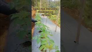 JANJI PAK PRABOWO 13 HST TOMAT GUSTAVI [upl. by Silvain]