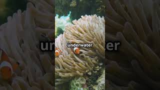 Why Clownfish are the Kings of the Coral Reef [upl. by Martine]