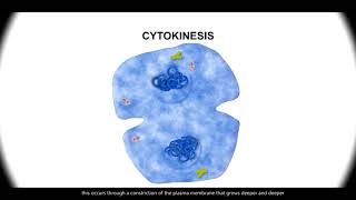 Cell Cycle PHASES in ACTION Mitosis Stages REVEALED Under the MICROSCOPE CELL DIVISION biology [upl. by Thgiwed857]