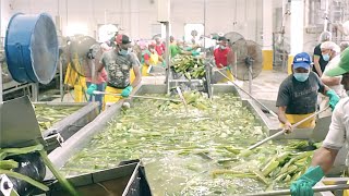 Inside Modern Factory Aloe vera Juice  Gel Processing  Aloe Vera Machine Harvesting [upl. by Neurath]