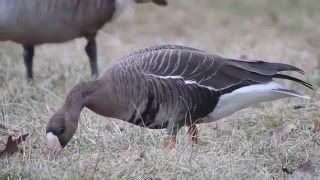 Greater Whitefronted Goose in Queens [upl. by Zalucki]