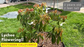 Lychee Flowering  Growing Lychee in Southern California [upl. by Seldon]