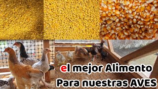 ALIMENTO IDEAL PARA NUESTROS POLLITOS Y GALLINAS [upl. by Anivle]