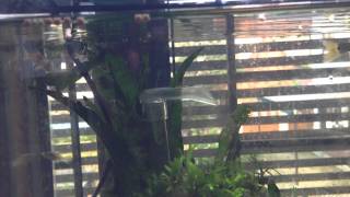 Aquarium Diary 18 Freshwater Barracuda Feeding time Ctenolucius hujeta [upl. by Nerha]