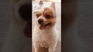 Please don’t scroll yet dog puppy pomeranian shortvideo shorts zoo [upl. by Aitekram]