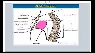 Posterior Mediastinum Anatomy Thoracic Aorta and Esophagus  Ample Medical Lectures [upl. by Aidnyc480]