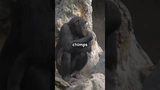 Amazing Facts About Chimpanzees [upl. by Fugate]