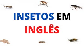 Insetos em inglês  como falar  Tradução português  Inglês [upl. by Eilyak]