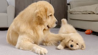 Golden Retriever Dad Tells Son Playtime Is Over [upl. by Nyladam]